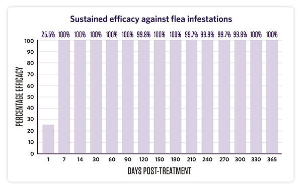 Bravecto Quantum™ - Sustained efficacy against flea infestations.